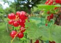 denimix currants 988031 1280