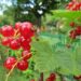 denimix currants 988031 1280
