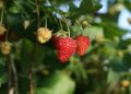 dobrybook fruit 2813910 1280