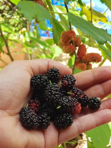moruše elidacris mulberry 4599442 1280