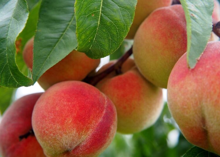 flockine peach 2632182 1280