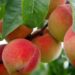 flockine peach 2632182 1280