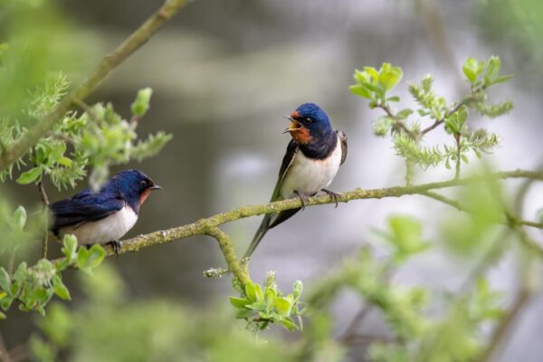 ptaci fotoblend barn swallows 8022044 1280