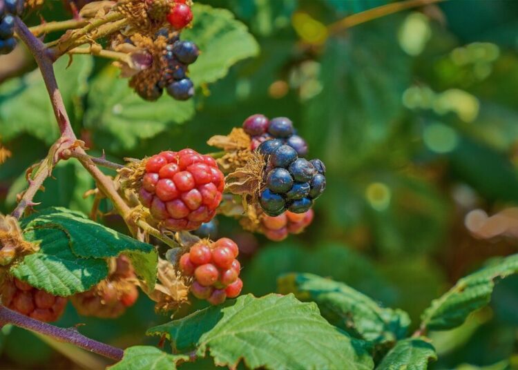 gerhard romero blackberries 4419216 1280