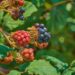gerhard romero blackberries 4419216 1280