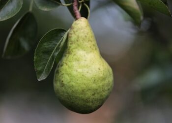 goranh pear 7415026 1280
