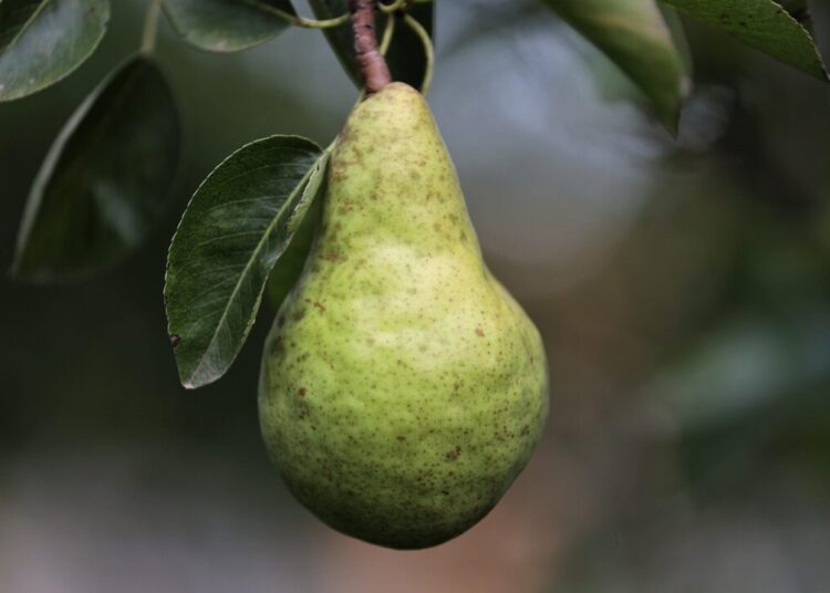 goranh pear 7415026 1280