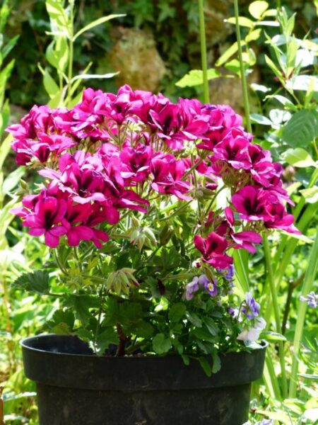 muskat hans blossoms 167907