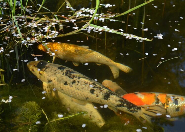 huskyherz koi 329076 1280