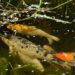 huskyherz koi 329076 1280