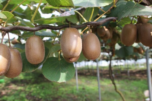 kiwi idaun kiwi 1565847 1280