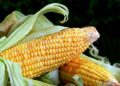 ignartonosbg corn 8028831 1280