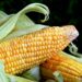 ignartonosbg corn 8028831 1280