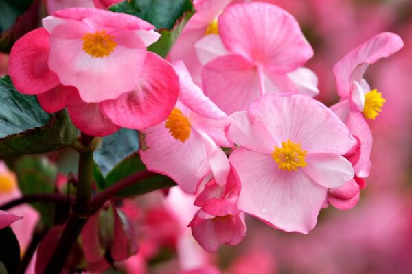 begonie ignartonosbg flower 7271837 1280
