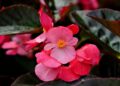 ignartonosbg flower 7781961 1280