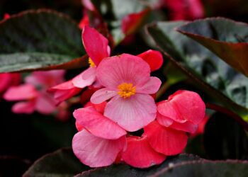 ignartonosbg flower 7781961 1280