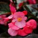 ignartonosbg flower 7781961 1280