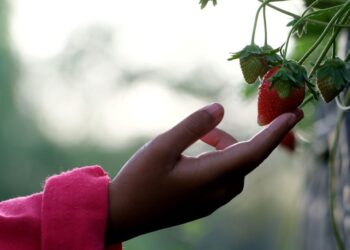 ignartonosbg strawberry 7404687 1280