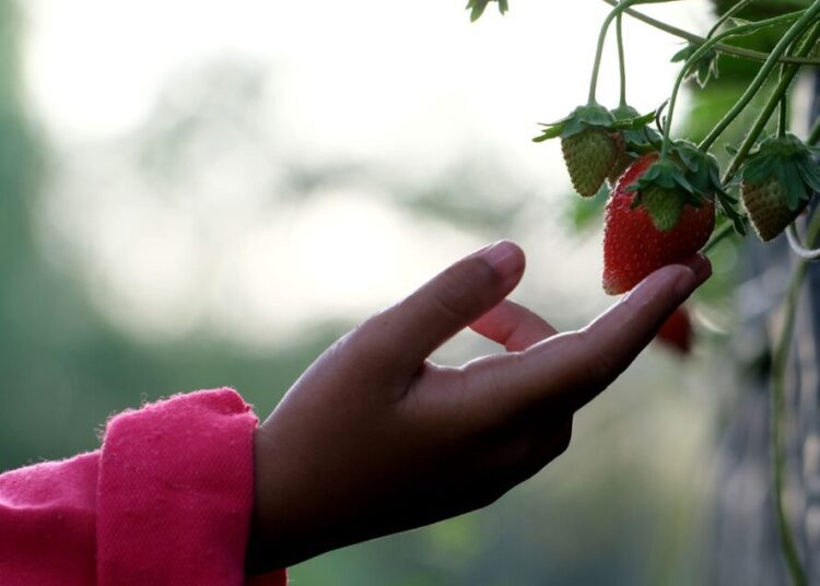 ignartonosbg strawberry 7404687 1280