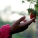 ignartonosbg strawberry 7404687 1280