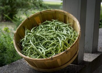 jasongillman green beans 3566826 1280