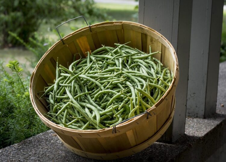 jasongillman green beans 3566826 1280