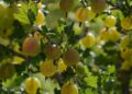 jelania gooseberry 5340197 1280
