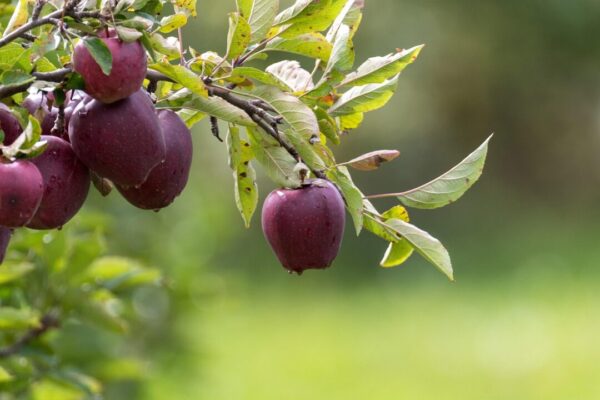 johnnaturephotos apple tree 7739707 1280 johnnaturephotos apple tree 7739707 1280