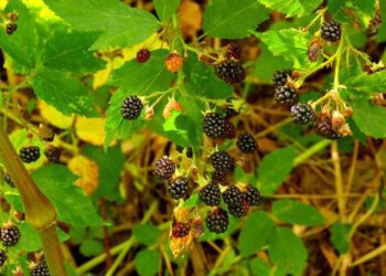krystianwin nature 3242390 1280