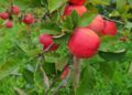 letiha apple 1647858 1280