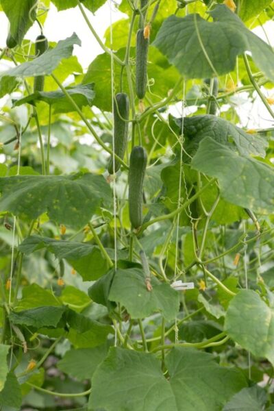 okurky marsraw cucumber 4255392 1280