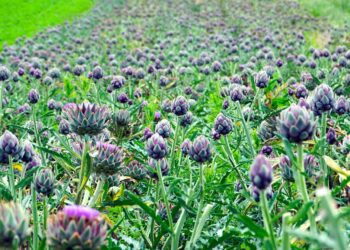 matthiasboeckel artichokes 5313977 1280