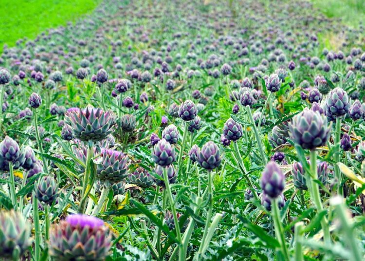 matthiasboeckel artichokes 5313977 1280