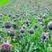 matthiasboeckel artichokes 5313977 1280