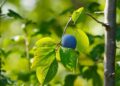 mbc 2016 fruit 2689954 1280