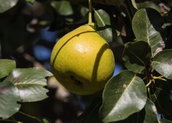 minka2507 pear 3708591 1280