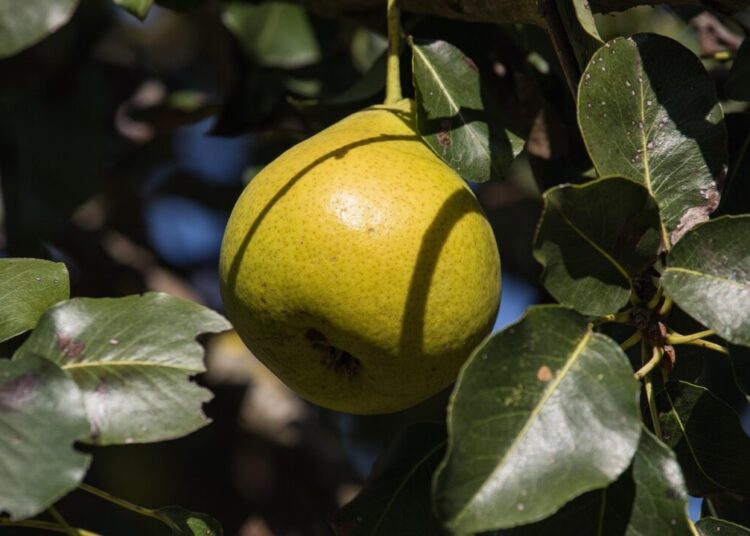 minka2507 pear 3708591 1280