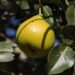 minka2507 pear 3708591 1280
