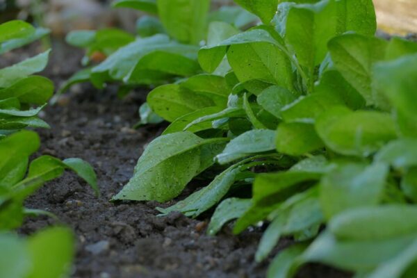 msphotos spinach 3368253 1280