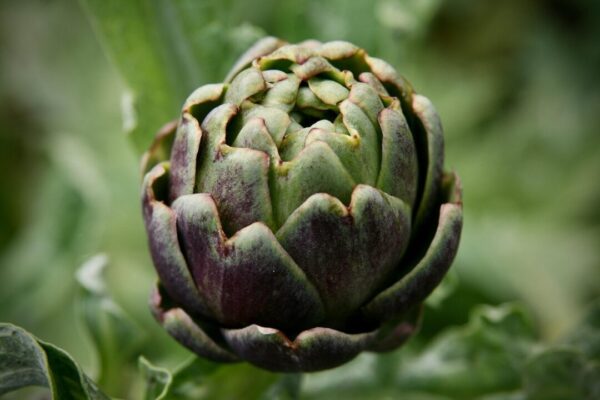 nennieinszweidrei artichoke 4271701 1280