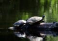 nennieinszweidrei turtles 8087176 1280