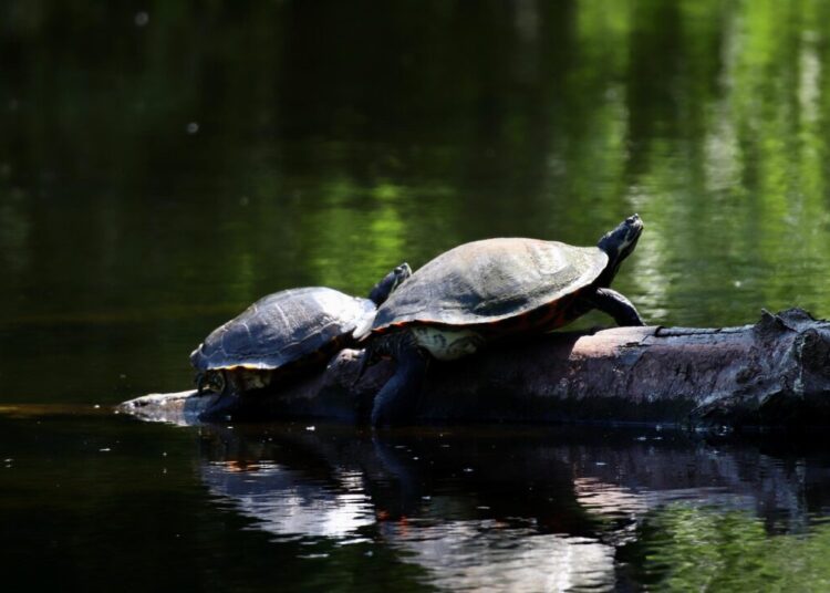 nennieinszweidrei turtles 8087176 1280