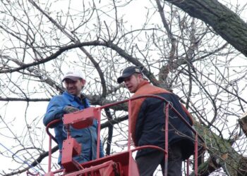 newforester saw cut 87192 1280