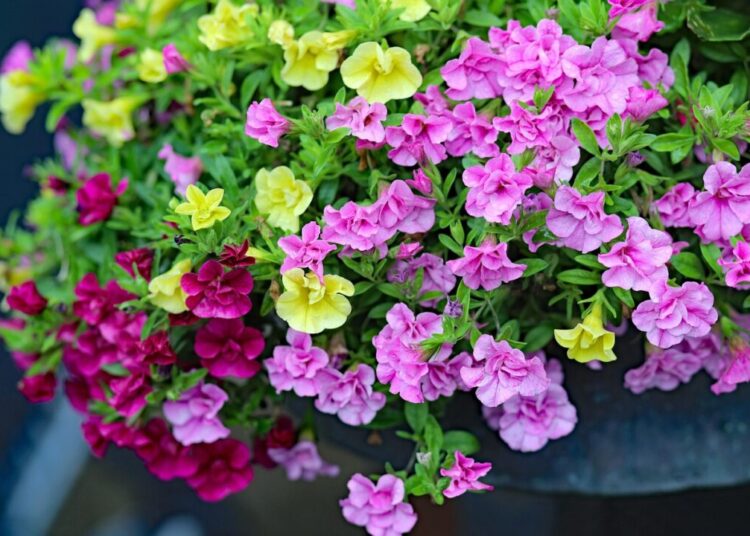 notfalltropfen flowers 8168966 1280