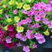notfalltropfen flowers 8168966 1280