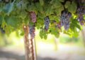 pexels grapes 1844745 1280
