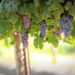 pexels grapes 1844745 1280