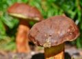 ralphs fotos chestnut bolete 3708755 1280