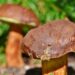 ralphs fotos chestnut bolete 3708755 1280
