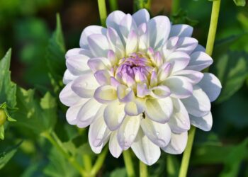ralphs fotos dahlia 3521789 1280